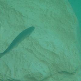 a fish swimming under water