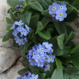 a close up of a flower