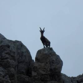 a bird standing on a rocky hill