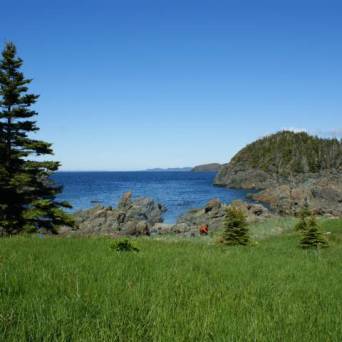 a flock of seagulls standing on a lush green field