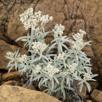 a close up of a rock