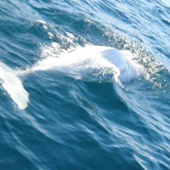 a person riding a wave on a surfboard in the water
