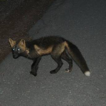 a fox walking on a street