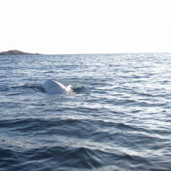 a whale swimming in a body of water