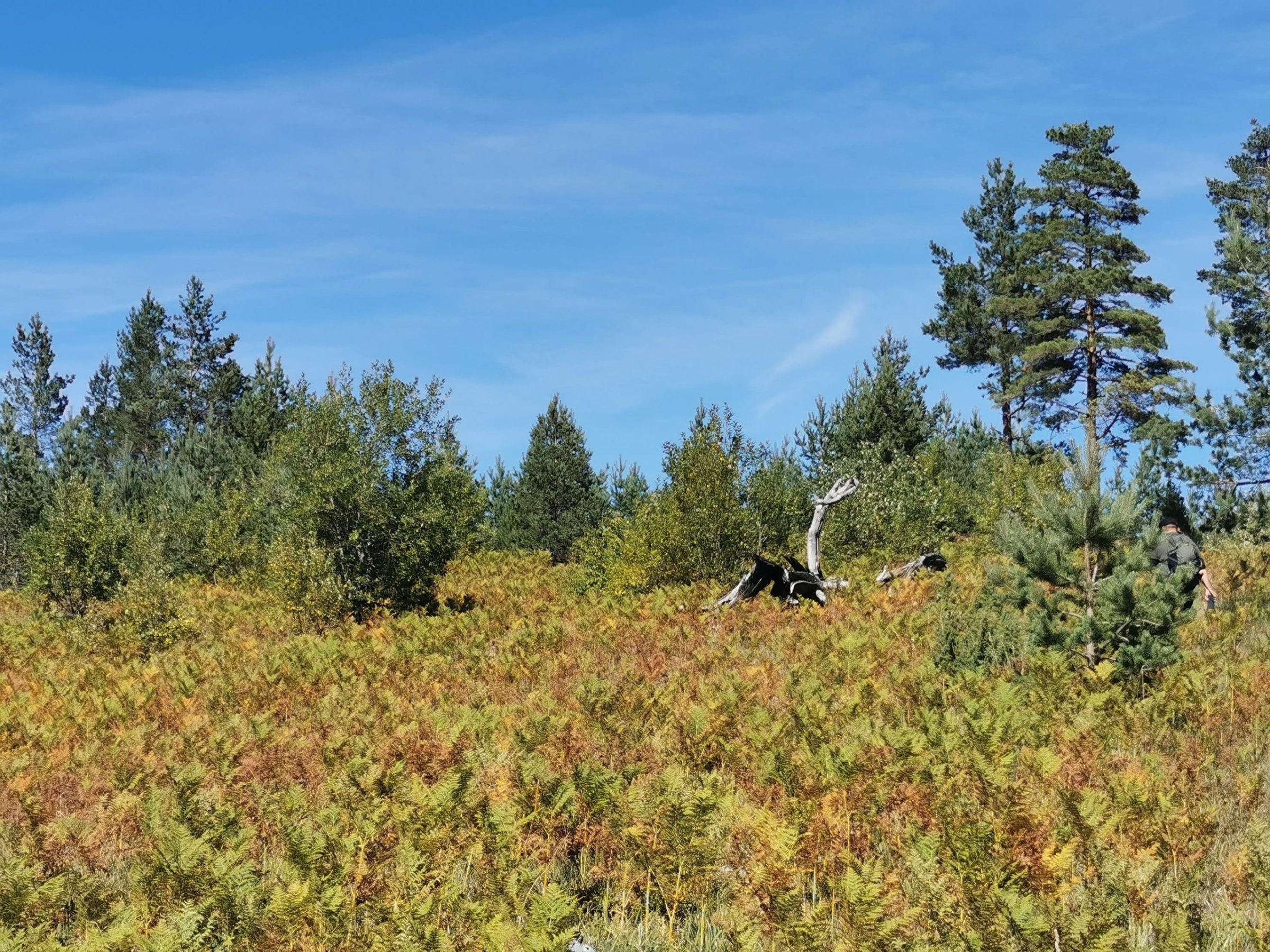 a tree in a grassy field