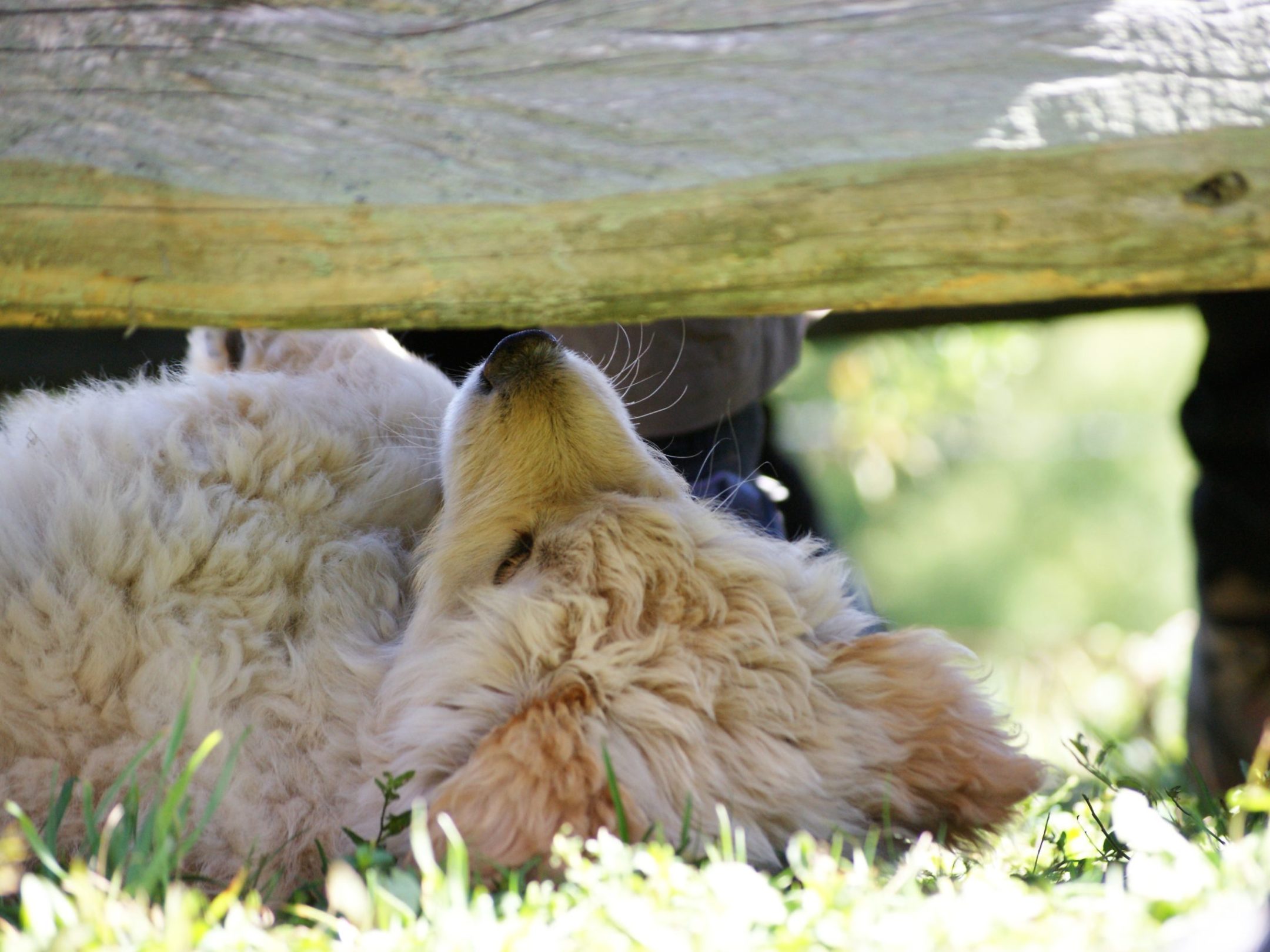 a close up of an animal