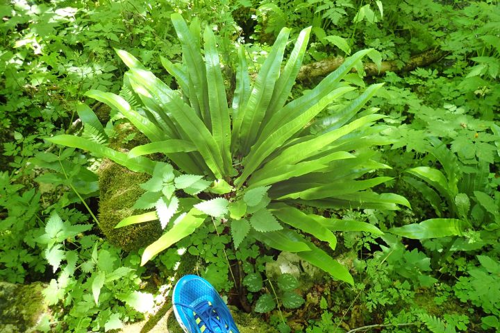 Fauna in Tara Canyon